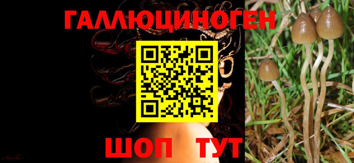 Галлюциногенные грибы Psilocybine cubensis Медногорск